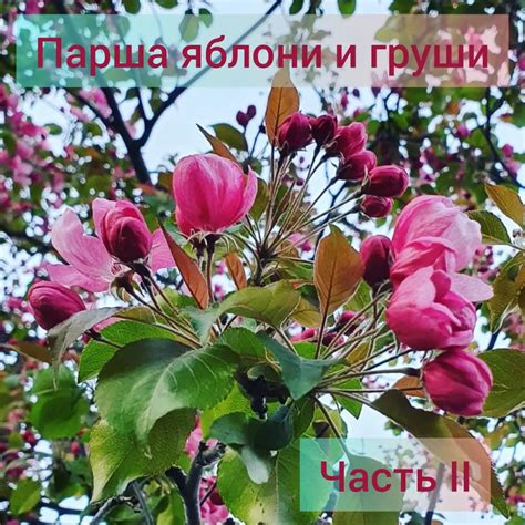 Важность обработки скором для безопасного употребления плодов