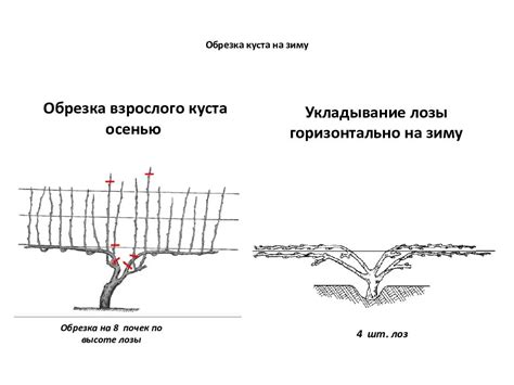 Важность правильного времени обрезки физалиса