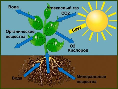 Важность растений для жизни на Земле