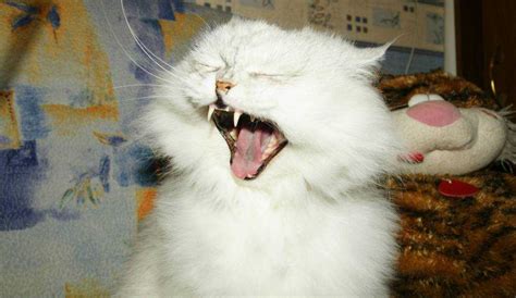 Варианты причин пены у котенка во рту