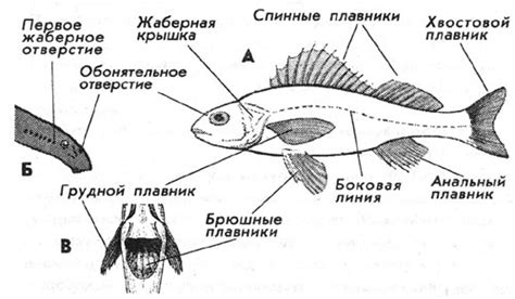 Ввод новых рыб или растений
