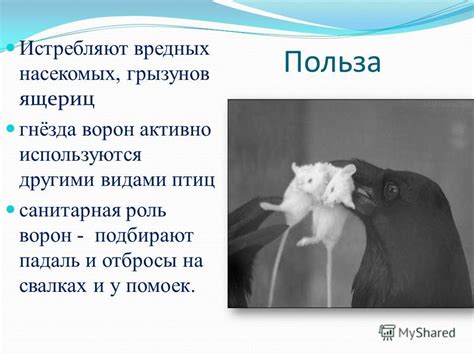 Взаимодействие ворон с другими видами птиц