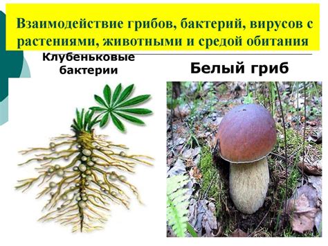 Взаимодействие гнилостных бактерий и грибов: