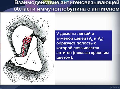 Взаимодействие иммуноглобулина и медсестры
