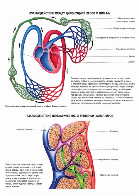 Взаимосвязь с циркуляцией крови