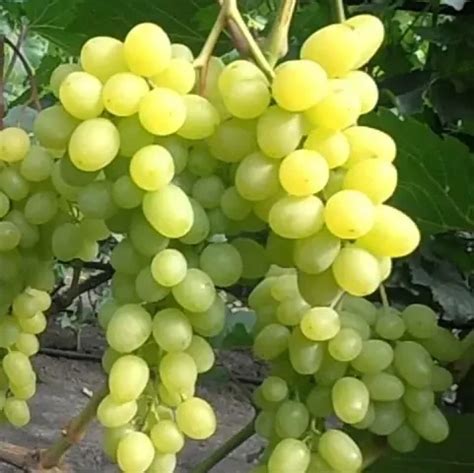 Виноград кишмиш: споры и мнения экспертов