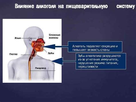 Влияние витаминов на пищеварительную систему