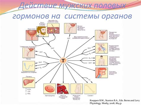 Влияние гормонов на охотничий инстинкт кота