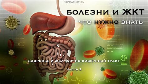 Влияние коллагена на работу желудочно-кишечного тракта