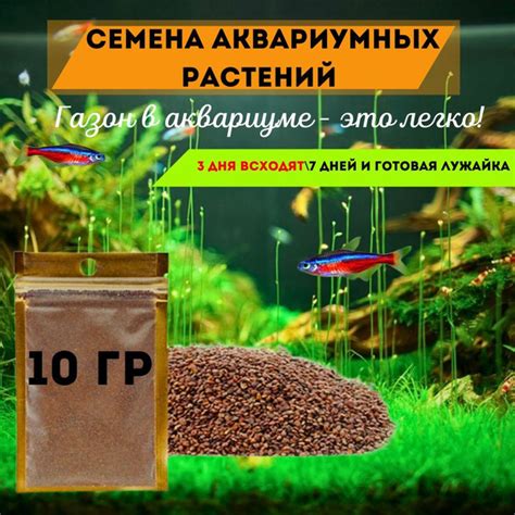 Влияние конкуренции от других растений аквариума
