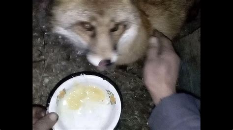 Влияние лисы на мясо птицы