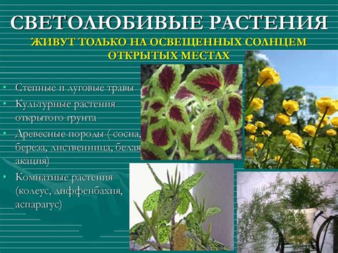 Влияние на растения