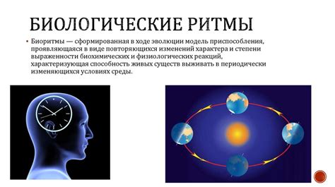 Влияние на сон и биологические ритмы