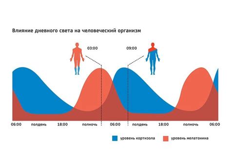 Влияние на циркадные ритмы