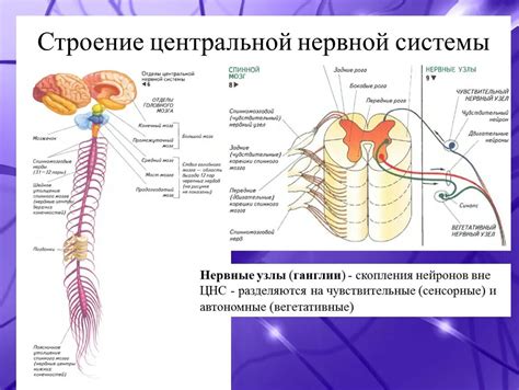 Влияние нервной системы на дрожание