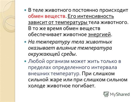 Влияние окружающей среды на температуру тела котов