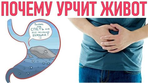 Влияние пищи и напитков: факторы, вызывающие урчание живота при лежании