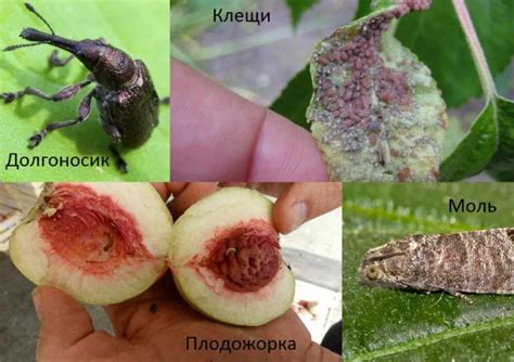 Влияние поражения персика вредителями на явление выделения клея