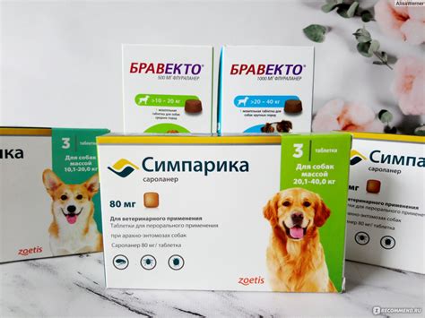 Влияние приема симпарики на собаку