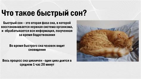 Влияние сна на организм кота