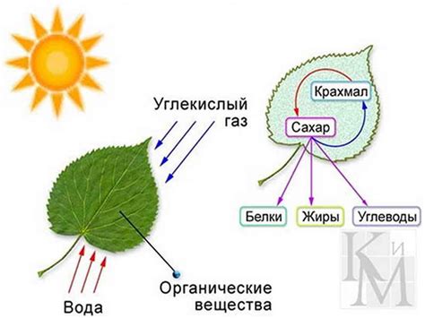 Влияние солнечного света на растения