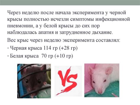 Влияние условий содержания на икание крысы