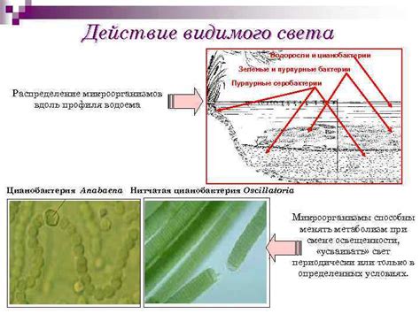 Воздействие микроорганизмов и света