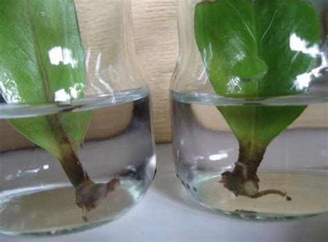 Возможность выращивания замиокулькаса в воде