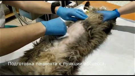 Возможные причины возникновения шишки на животе у стерилизованной кошки
