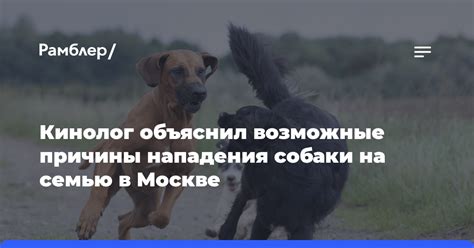 Возможные причины поведения собаки
