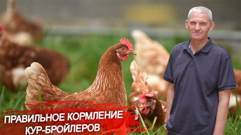 Возможные проблемы при кормлении кур пшеном