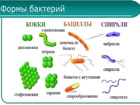 Воспроизведение и перемножение бактерий