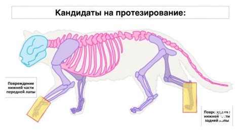 Врожденное чувство охранника у кошек