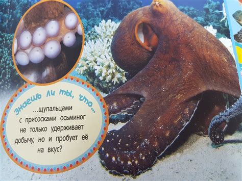 Встречаются ли осьминоги и кальмары в Черном море