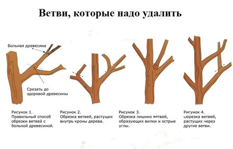 Выбор подходящего времени для обрезки физалиса