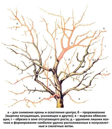 Выбор правильного времени для обрезки хмеля