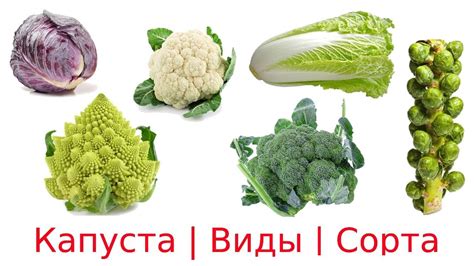 Выбор правильной упаковки для сохранения цвета цветной капусты