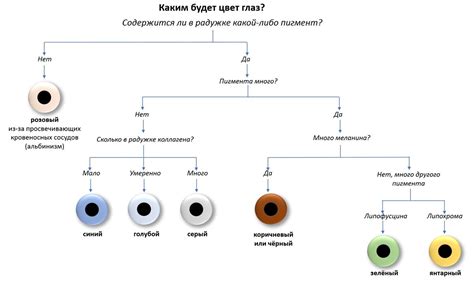 Генетика цвета глаз у корейцев