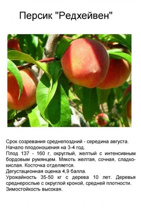Генетические особенности персика и их влияние на выделение клея