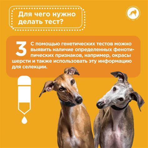 Генетические особенности собак