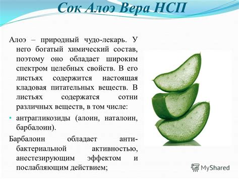 Главные факторы, влияющие на отсутствие сока в листьях алоэ