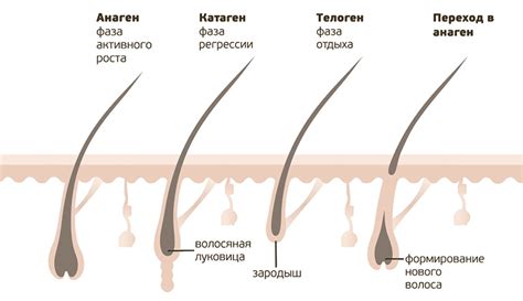 Гормональный фон и распределение волосяных фолликул