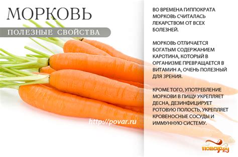 Горчинка и польза моркови