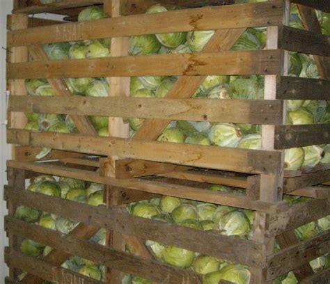 Длительность хранения капусты в вакууме