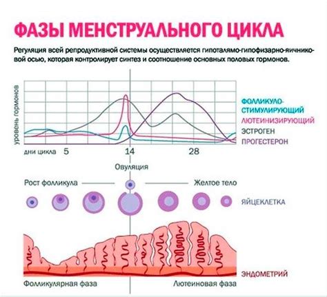 Длительность цикла у женщин