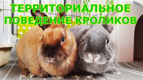 Естественное поведение кроликов