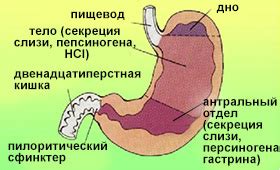 Желчь и выработка желудочного сока