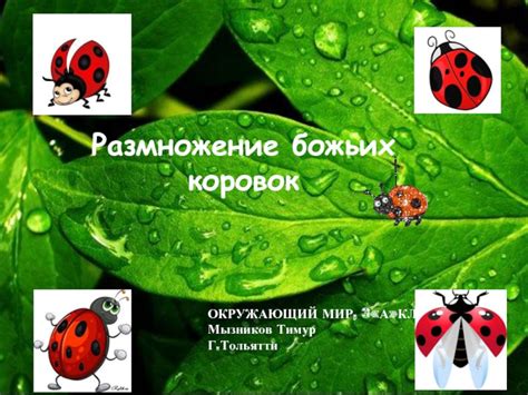 Жизненный цикл божьих коровок: открытие сезона и размножение