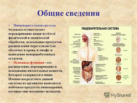 Заболевания органов пищеварительной системы