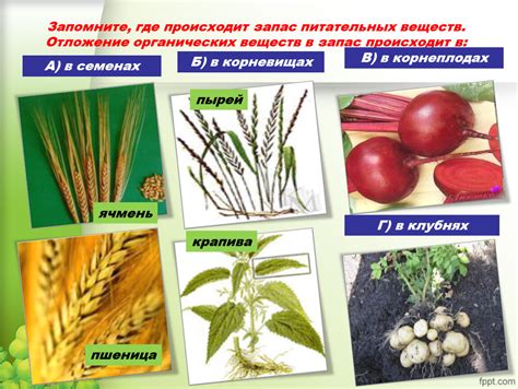 Запас питательных веществ